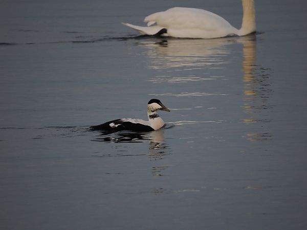 Eider à duvet  - Harald Mark