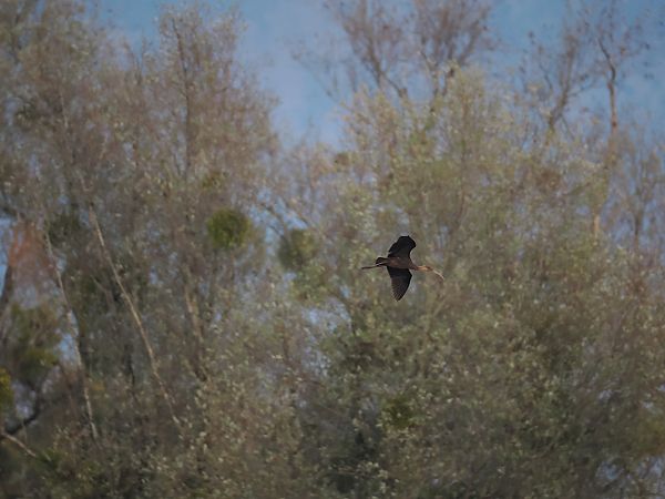 Ibis falcinelle  - Harald Mark