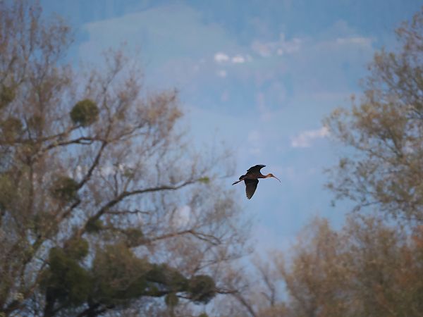 Ibis falcinelle  - Harald Mark