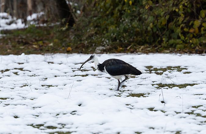 Espèce non listée  - Ralph Winkler