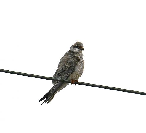 Faucon kobez  - Karl Heinz Krainer