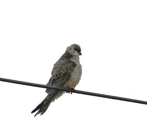 Rotfußfalke  - Karl Heinz Krainer