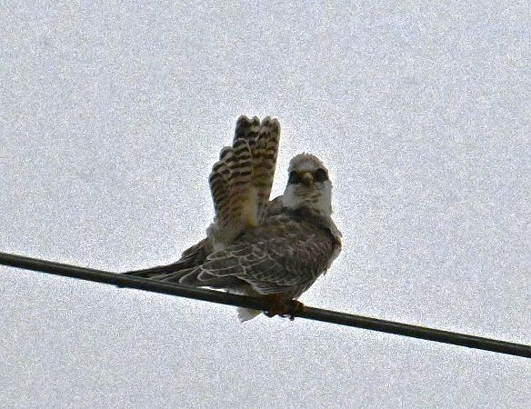 Rotfußfalke  - Karl Heinz Krainer