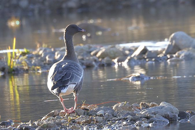 Oie à bec court  - Siegfried Trattnig