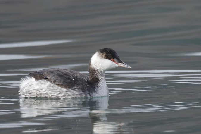 Grèbe esclavon  - Siegfried Trattnig