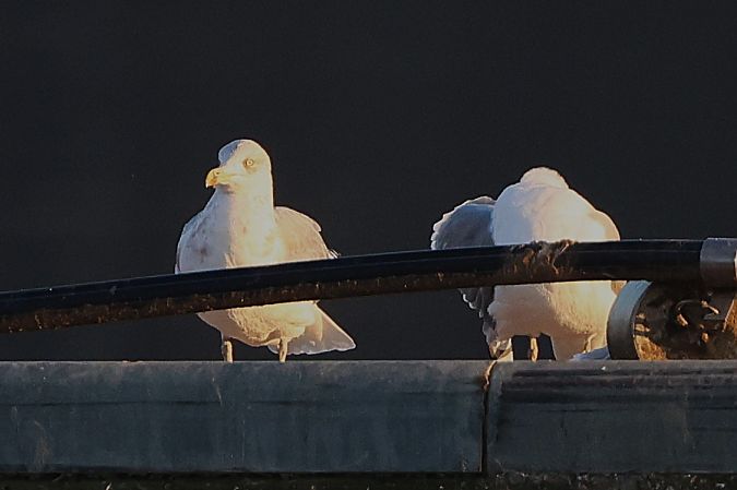 Goéland argenté  - Jiri Vratny