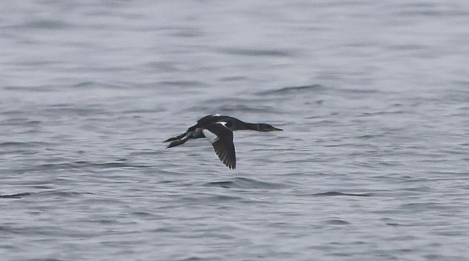 Grèbe jougris  - Jiri Vratny