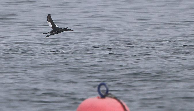 Grèbe jougris  - Jiri Vratny