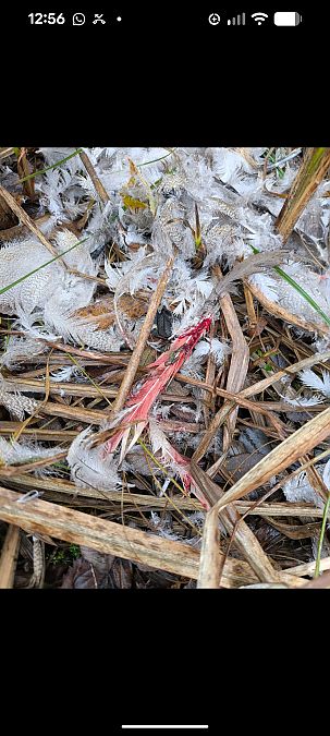 Oiseau indéterminé  - Johannes Jäger