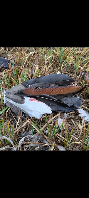 Oiseau indéterminé  - Johannes Jäger