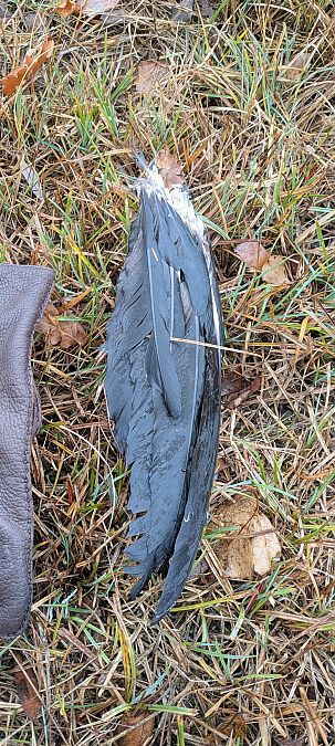 Oiseau indéterminé  - Johannes Jäger