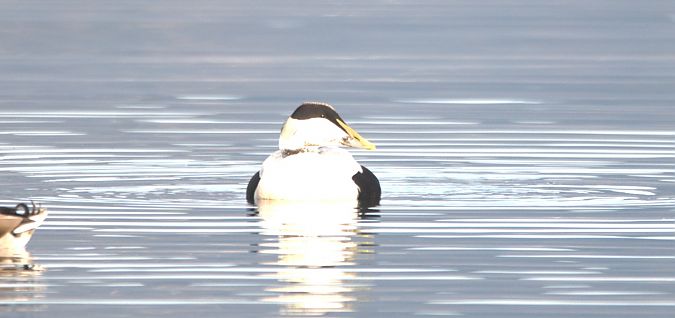 Eider à duvet  - Johannes Jäger