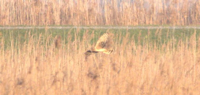 Busard Saint-Martin  - Johannes Jäger