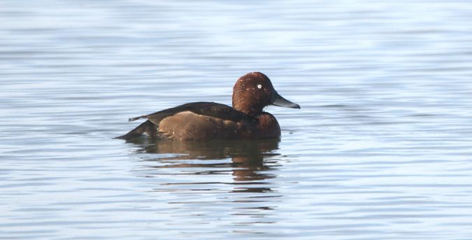 Fuligule nyroca  - Johannes Jäger