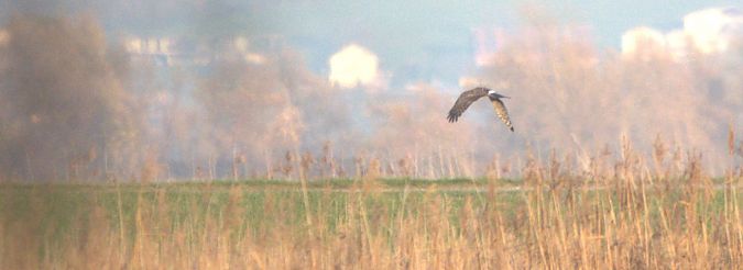 Busard Saint-Martin  - Johannes Jäger