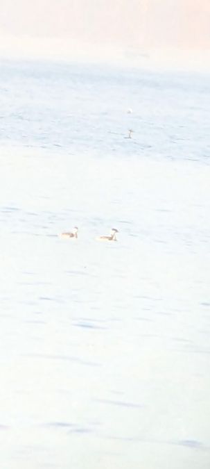 Grèbe esclavon  - Johannes Jäger