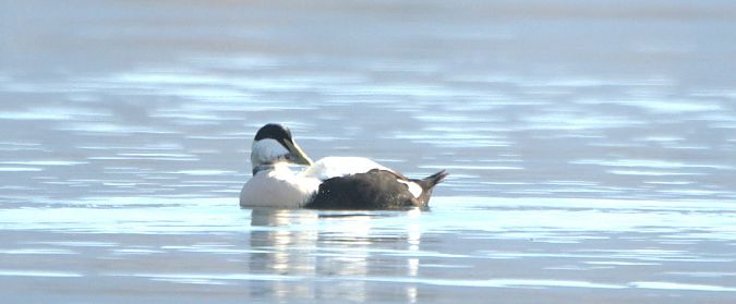Eider à duvet  - Johannes Jäger