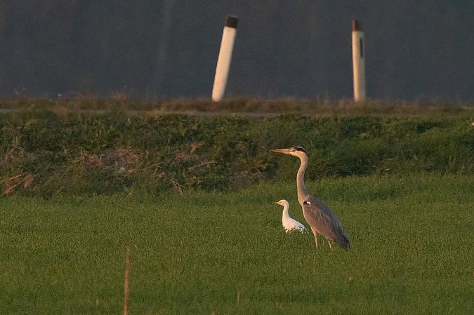 Héron garde-boeufs  - Andreas Tiefenbach