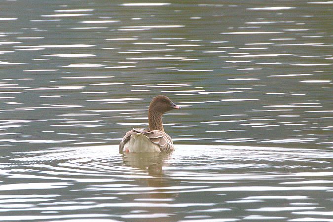 Oie à bec court  - Werner Petutschnig