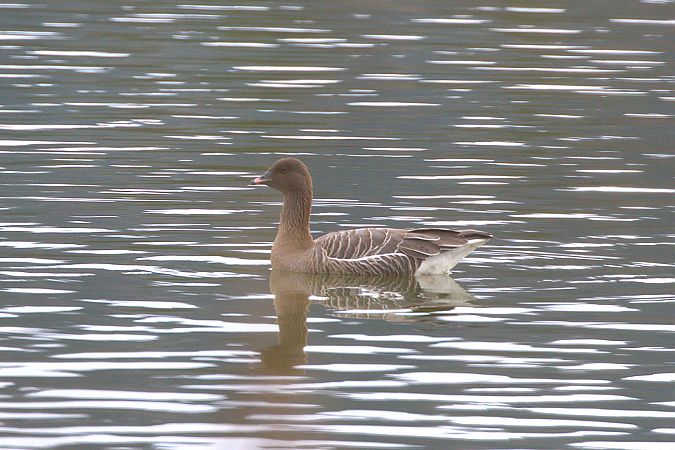 Oie à bec court  - Werner Petutschnig