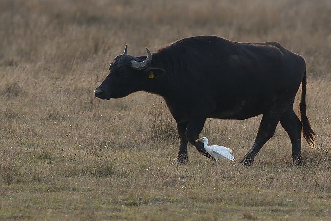 Héron garde-boeufs  - Tim Ritter