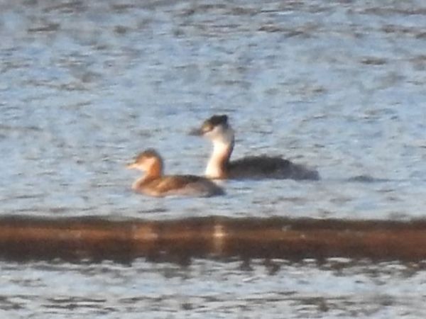 Grèbe jougris  - Jörg Schmitz