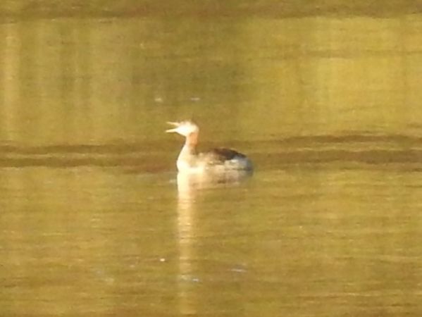 Grèbe jougris  - Jörg Schmitz