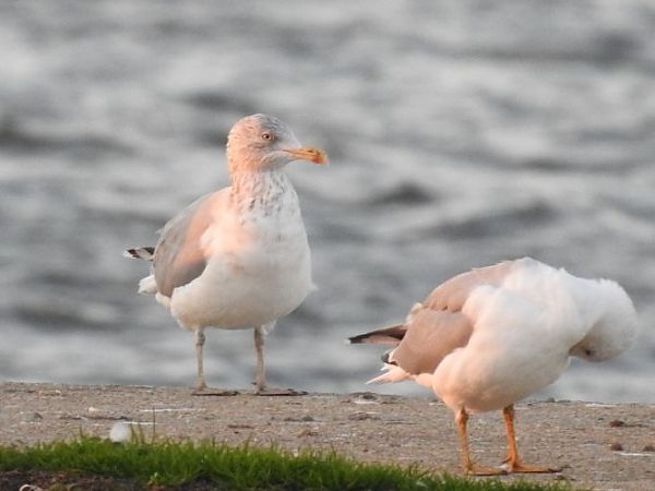 Goéland argenté  - Jörg Schmitz