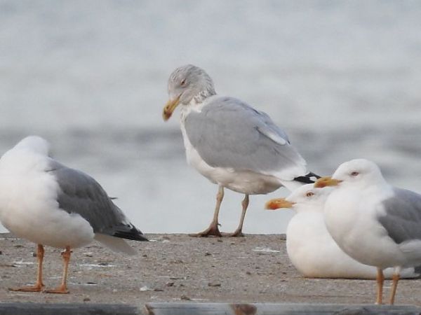 Goéland argenté  - Jörg Schmitz
