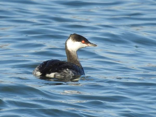 Grèbe esclavon  - Jörg Schmitz