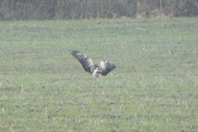 Oiseau indéterminé 