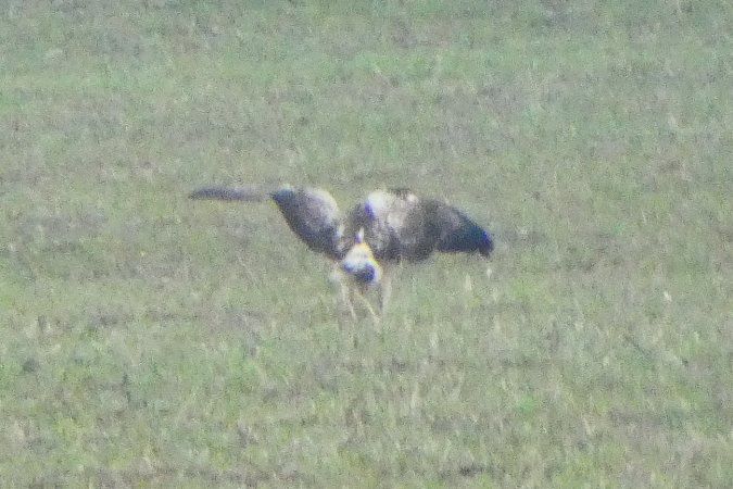 Oiseau indéterminé 