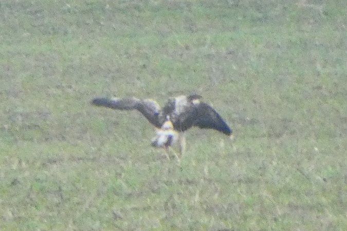 Oiseau indéterminé 