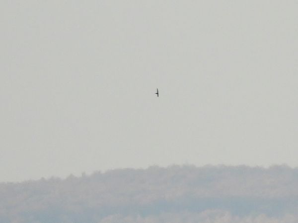 Espèce non listée  - Benjamin Hofmann