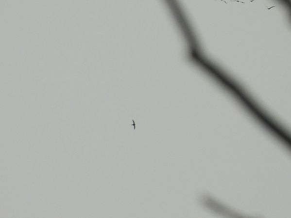 Espèce non listée  - Benjamin Hofmann