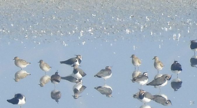 Pluvier doré  - Benjamin Hofmann