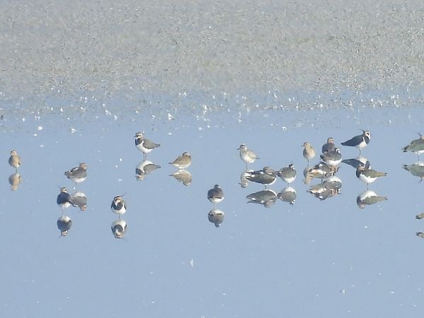 Pluvier doré  - Benjamin Hofmann