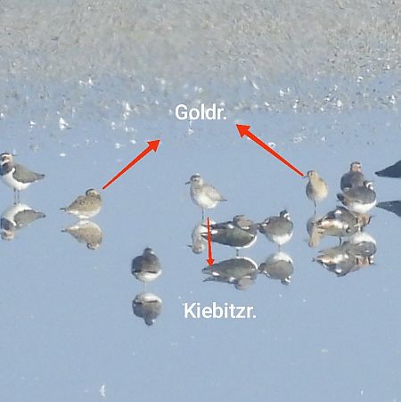 Pluvier doré  - Benjamin Hofmann