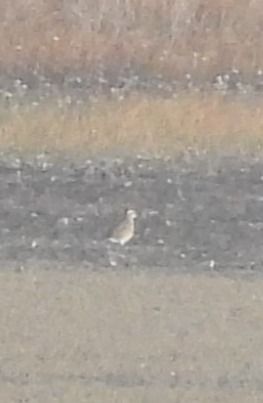 Pluvier guignard  - Benjamin Hofmann