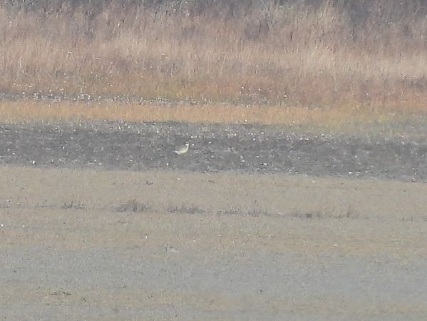 Pluvier guignard  - Benjamin Hofmann