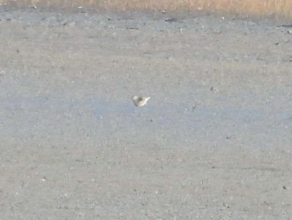 Pluvier guignard  - Benjamin Hofmann