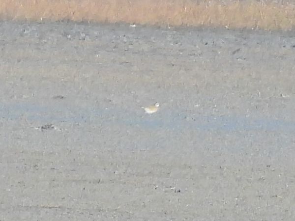 Pluvier guignard  - Benjamin Hofmann