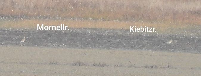 Mornellregenpfeifer  - Benjamin Hofmann