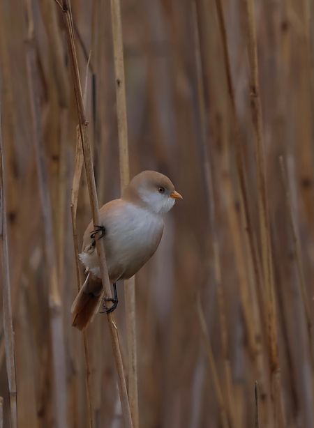 Panure à moustaches  - Oliver Kail
