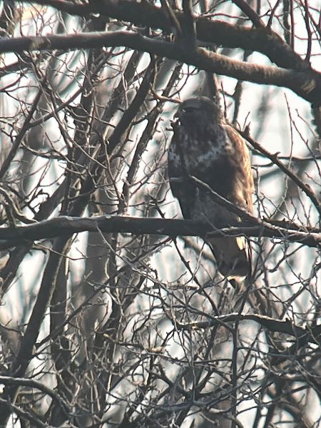 Buse pattue  - Oliver Kail