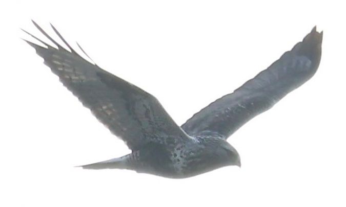 Buse pattue  - Oliver Kail