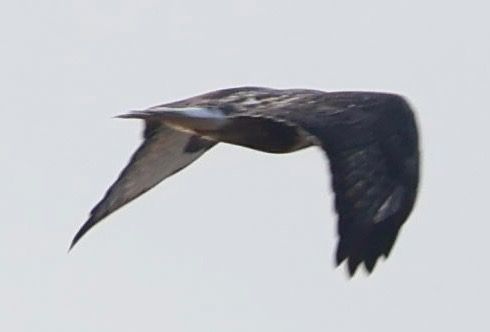 Buse pattue  - Oliver Kail