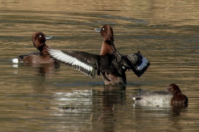 Fuligule nyroca  - Werner Manfred Türtscher