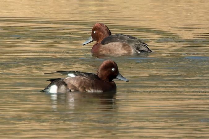 Fuligule nyroca  - Werner Manfred Türtscher