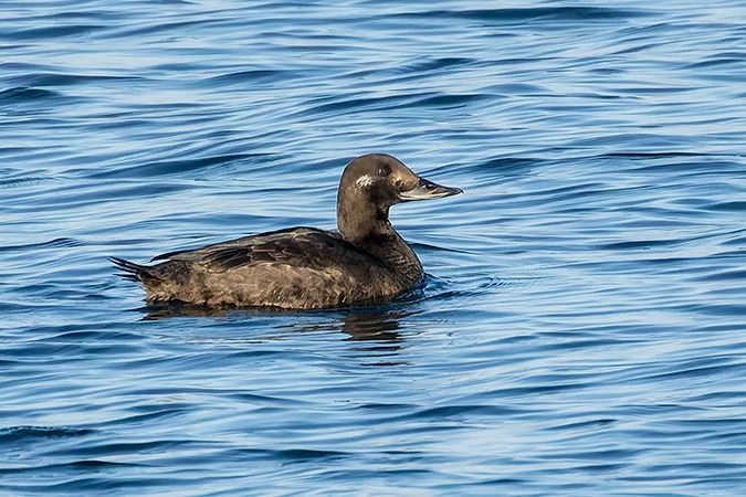 Macreuse brune  - Werner Manfred Türtscher